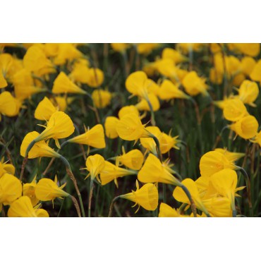 Narcissus bulbocodium 'Oxford Gold'