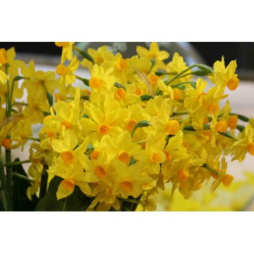 Narcissus 'Grand Soleil d'Or'