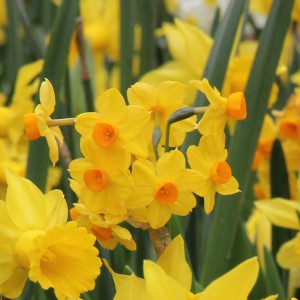 Narcissus 'Grand Soleil d'Or'