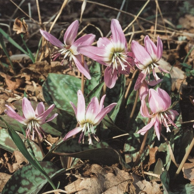 Erythronium dens-canis...