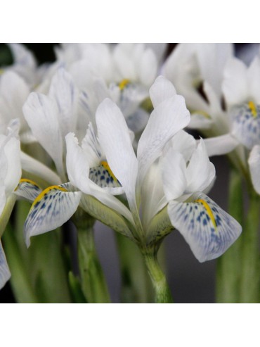 Iris 'Polar Ice' syn. Iris reticulata 'Polar Ice', Reticulate Iris