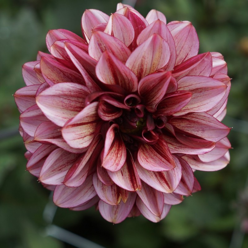 Dahlia 'Senior's Hope'