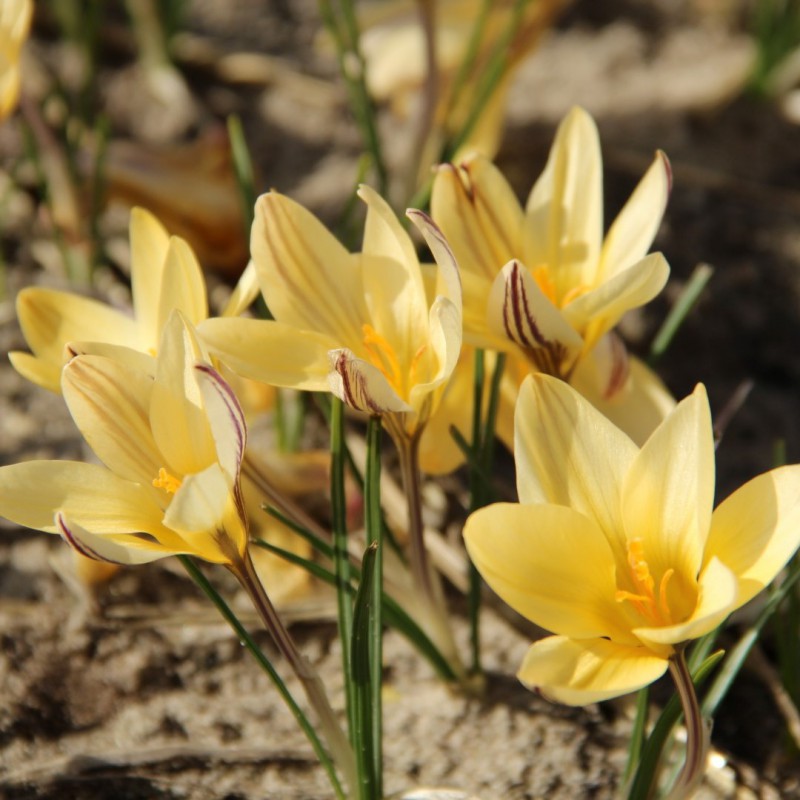 Crocus x leonidii 'Little...