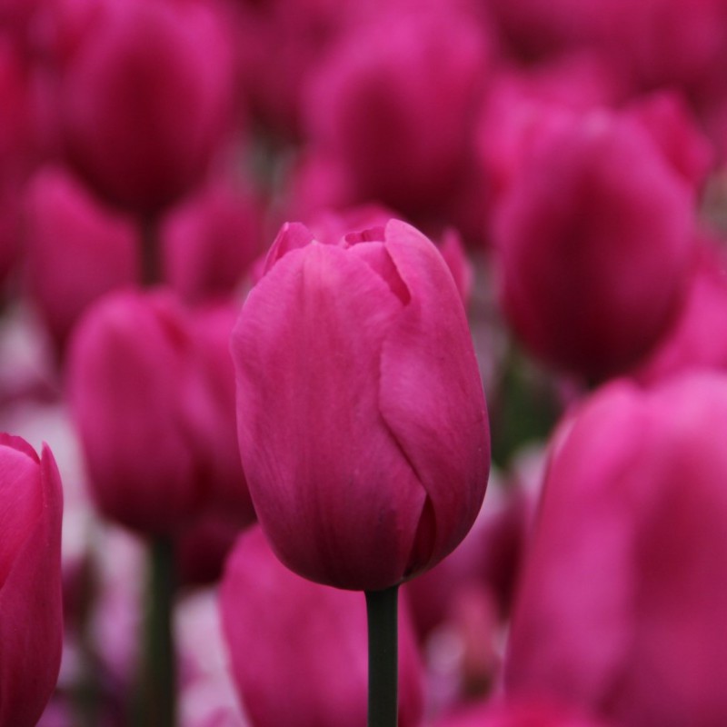 Tulipa 'Don Quichotte'