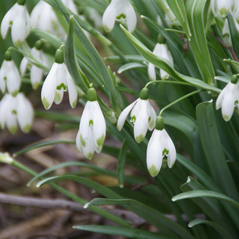 Galanthus 'Viridapice' -in...