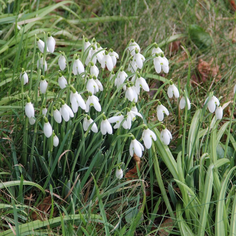 Galanthus nivalis -in the...