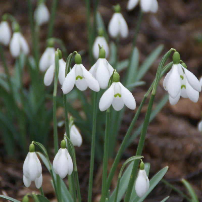 Galanthus 'S. Arnott' -in...