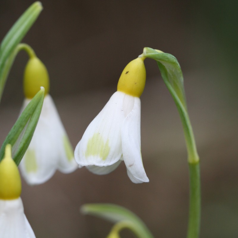 Galanthus 'Golden Fleece'