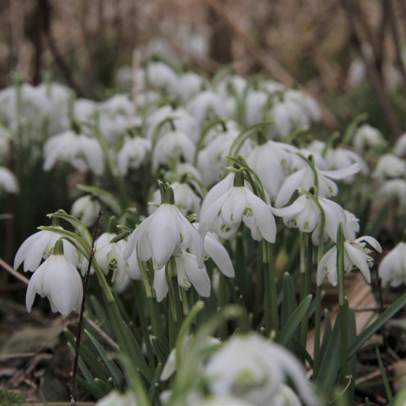 Galanthus 'Flore Pleno' -in...