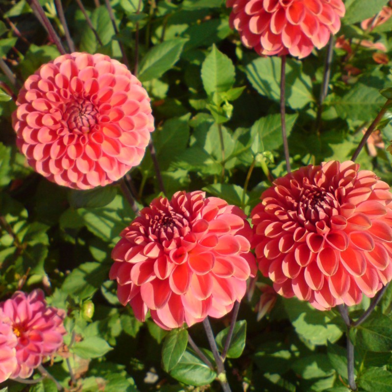 Dahlia 'Zundert Mystery Fox ®'