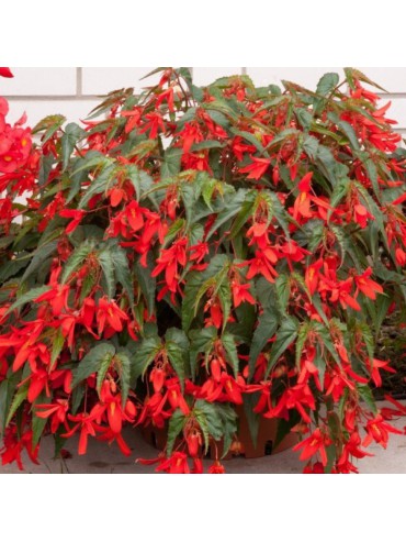 Begonia Bertinii boliviensis Santa Cruz