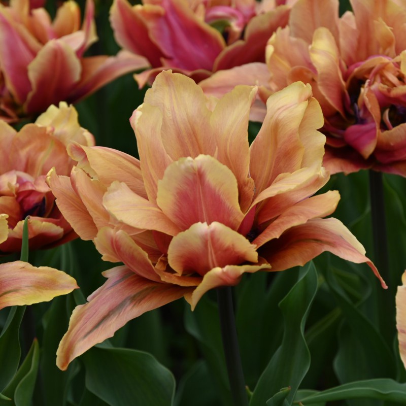 Tulipa 'Callahan'