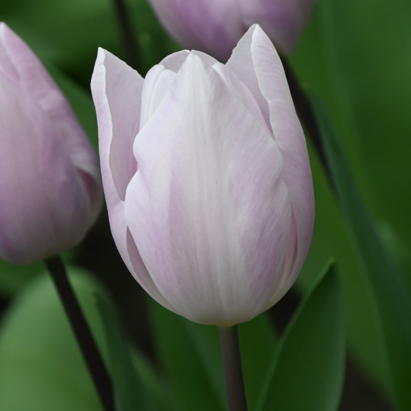 Tulipa 'Silver Cloud'