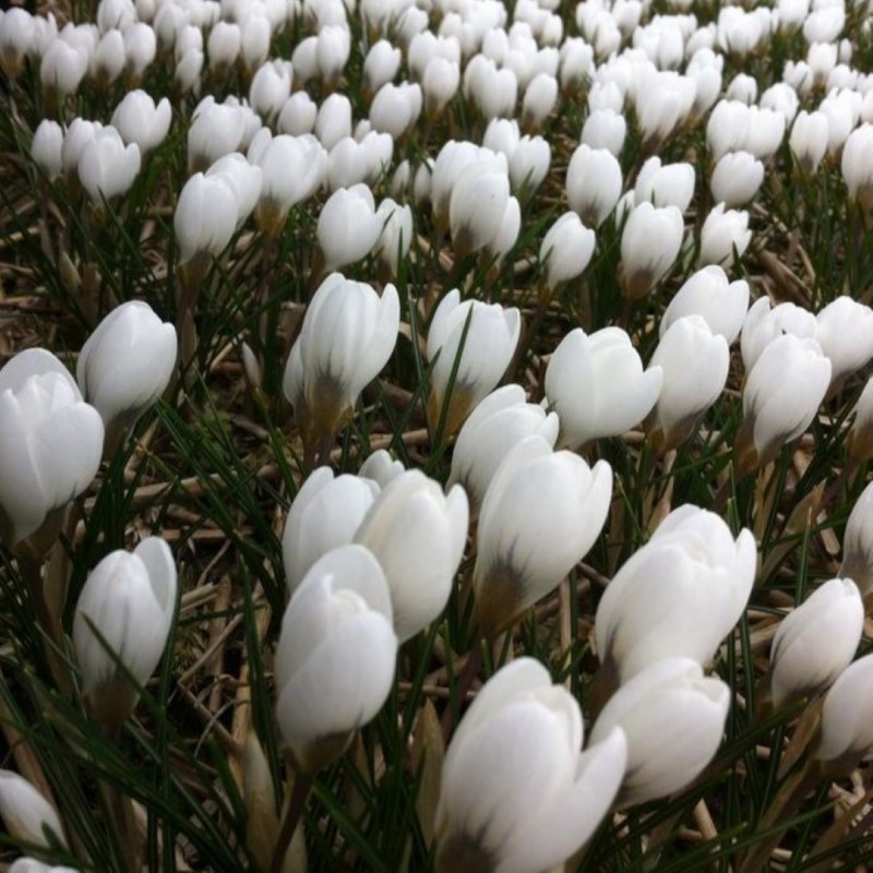 Crocus chrysanthus 'Polar...