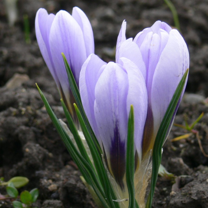 Crocus inghamii