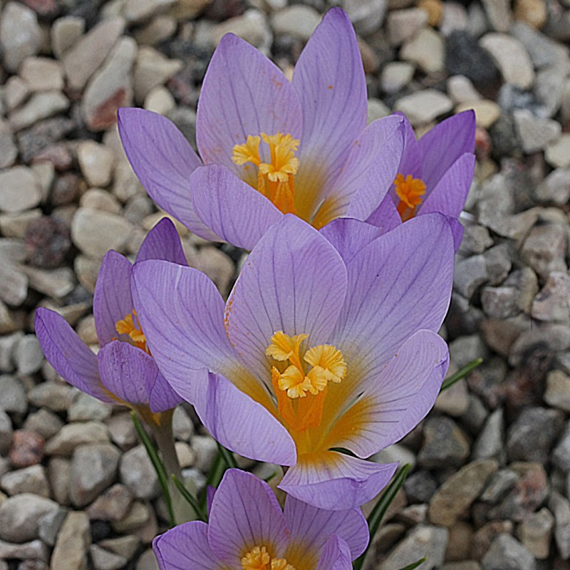 Crocus rujanensis