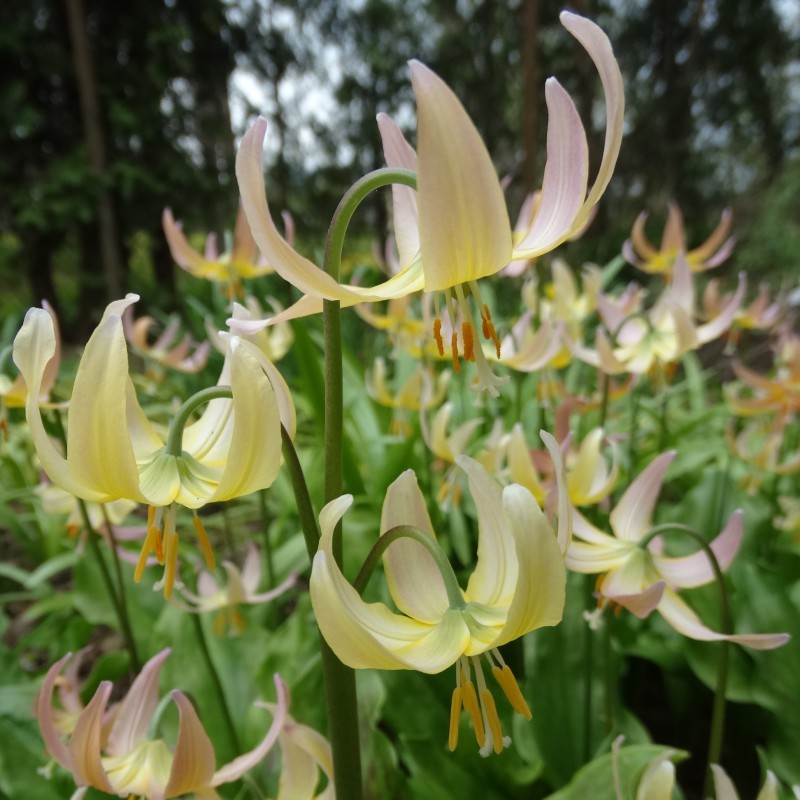 Erythronium x 'Joanna'