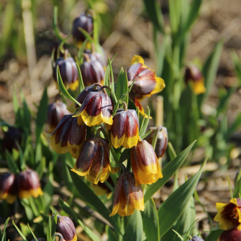 Fritillaria michailovskyi...