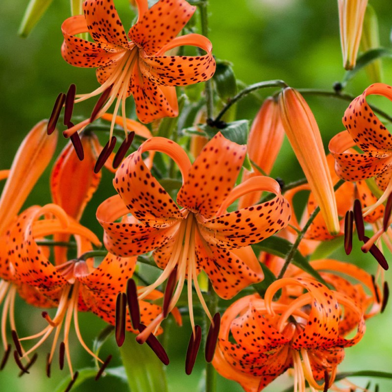 Lilium lancifolium