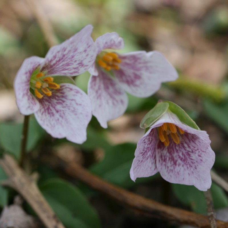 Trillium rivale