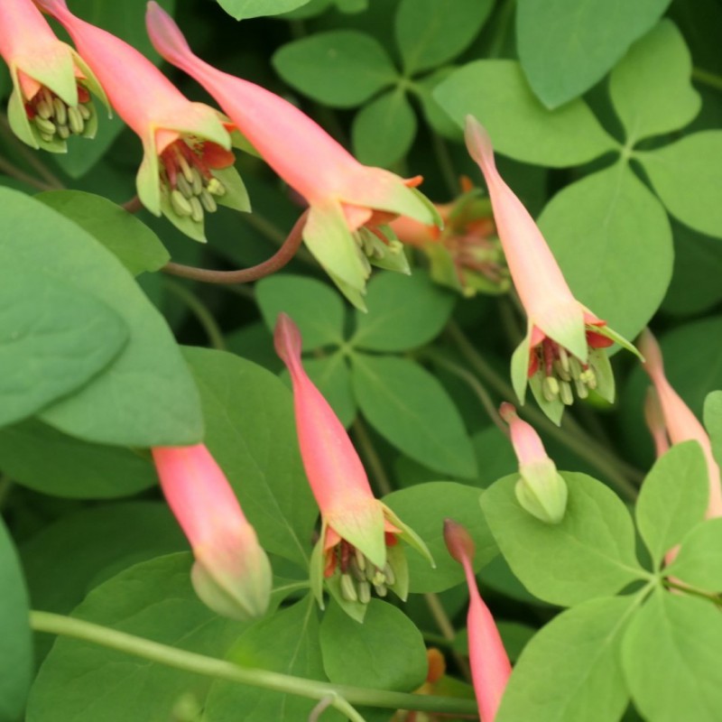 Tropaeolum pentaphyllum