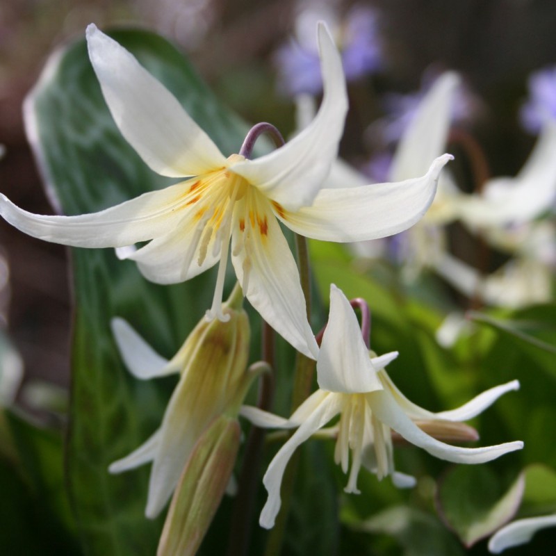 Erythronium californicum