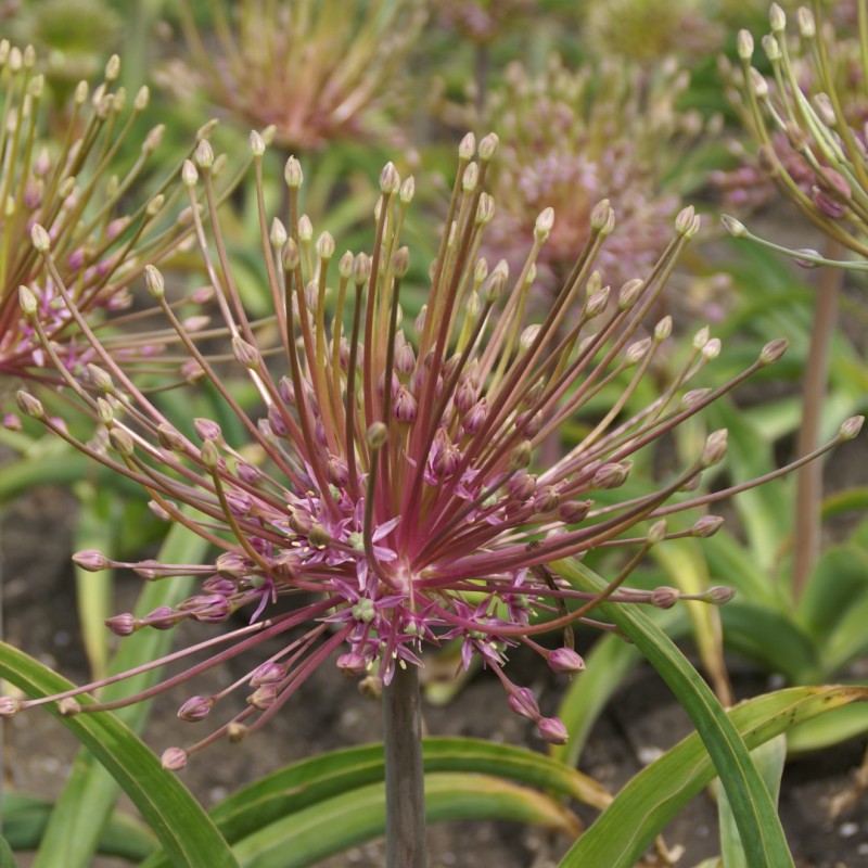 Allium schubertii