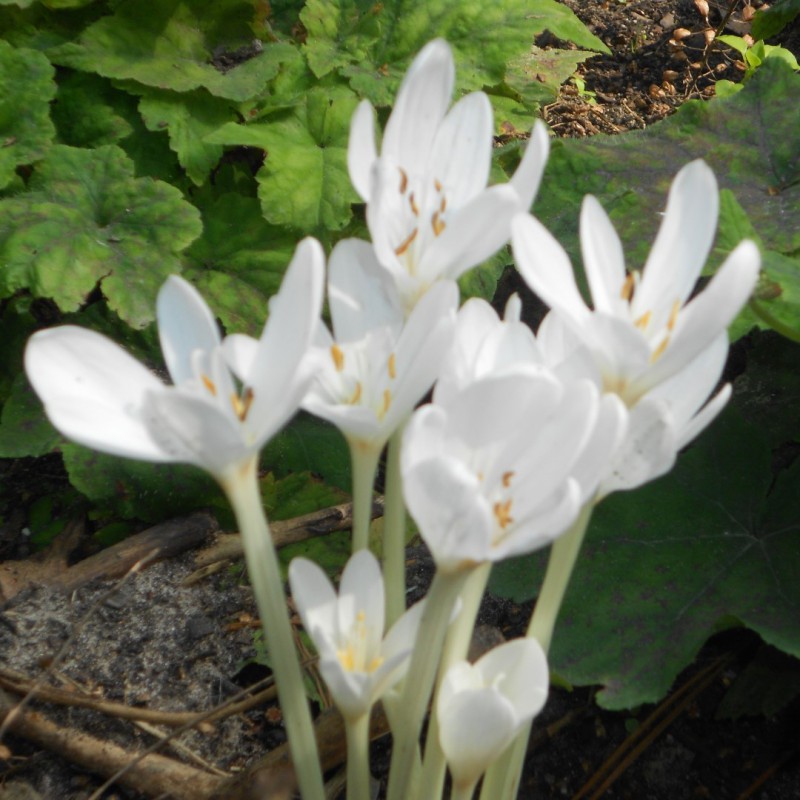 Colchicum autumnale 'Album'