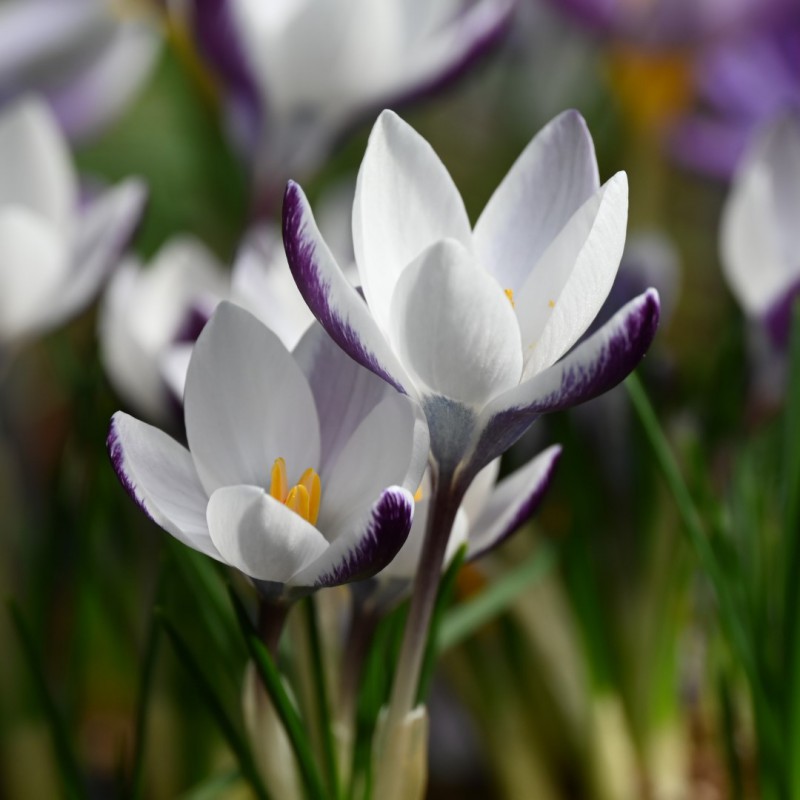 Crocus alexandrii