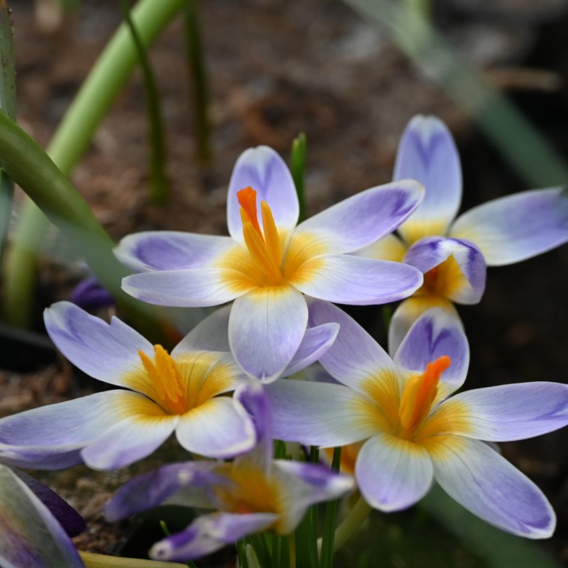 Crocus sieberi 'Chiara'