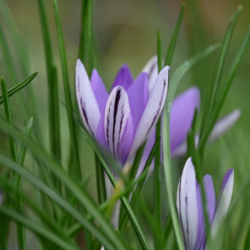 Crocus minimus -CO2810-