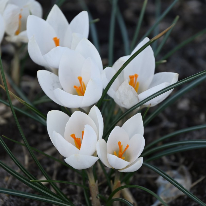 Crocus weldenii 'Miss Vain'