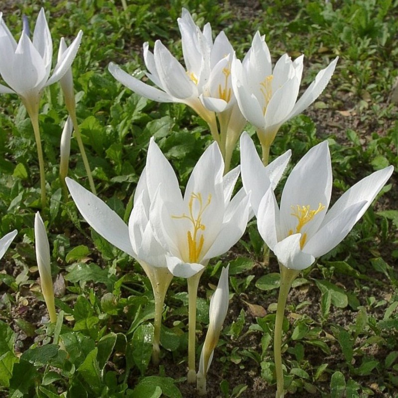 Crocus speciosus subsp....