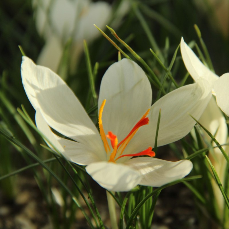 Crocus cartwrightianus 'Albus'