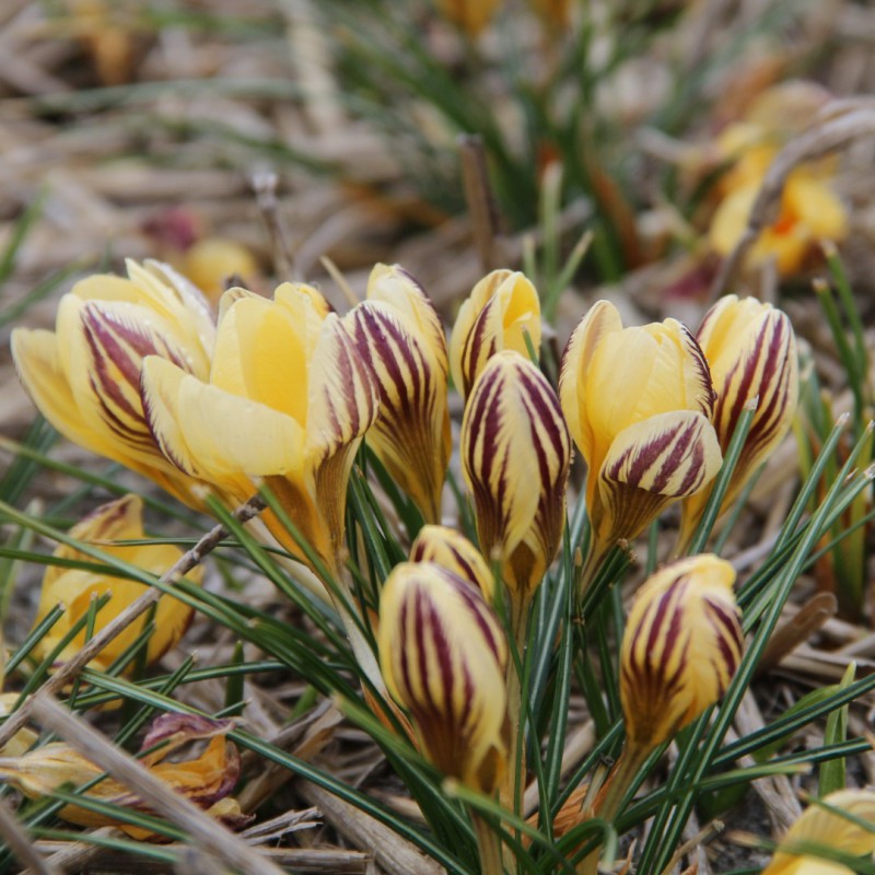 Crocus chrysanthus 'Gipsy...