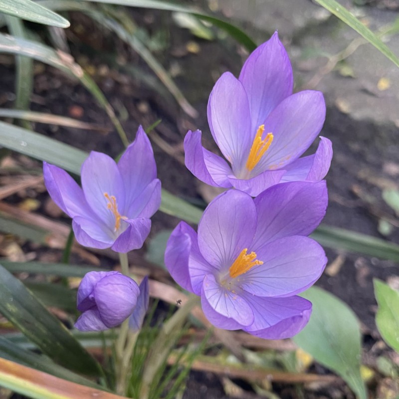 Crocus goulimyi