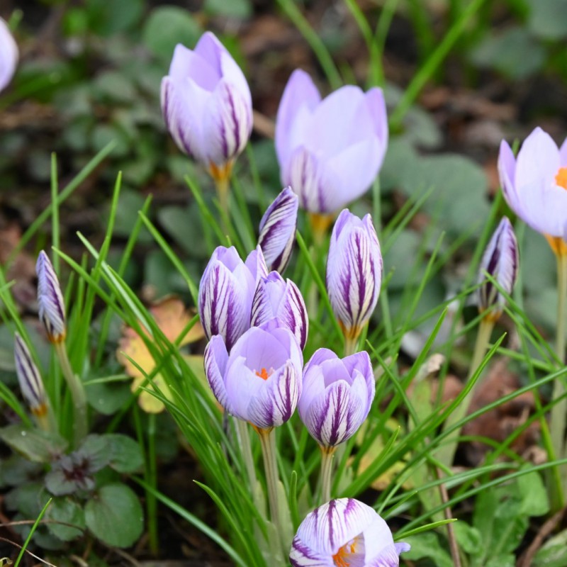 Crocus laevigatus 'Fontenayi'