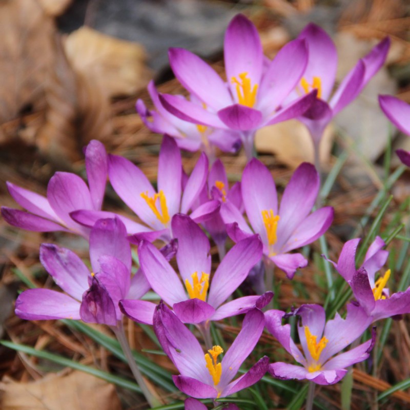 Crocus tommasinianus...