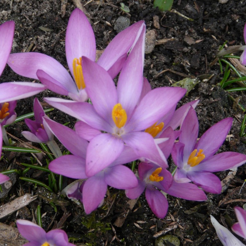 Crocus tommasinianus 'Roseus'