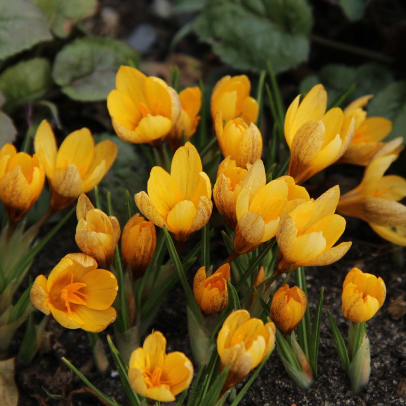 Crocus vitellinus