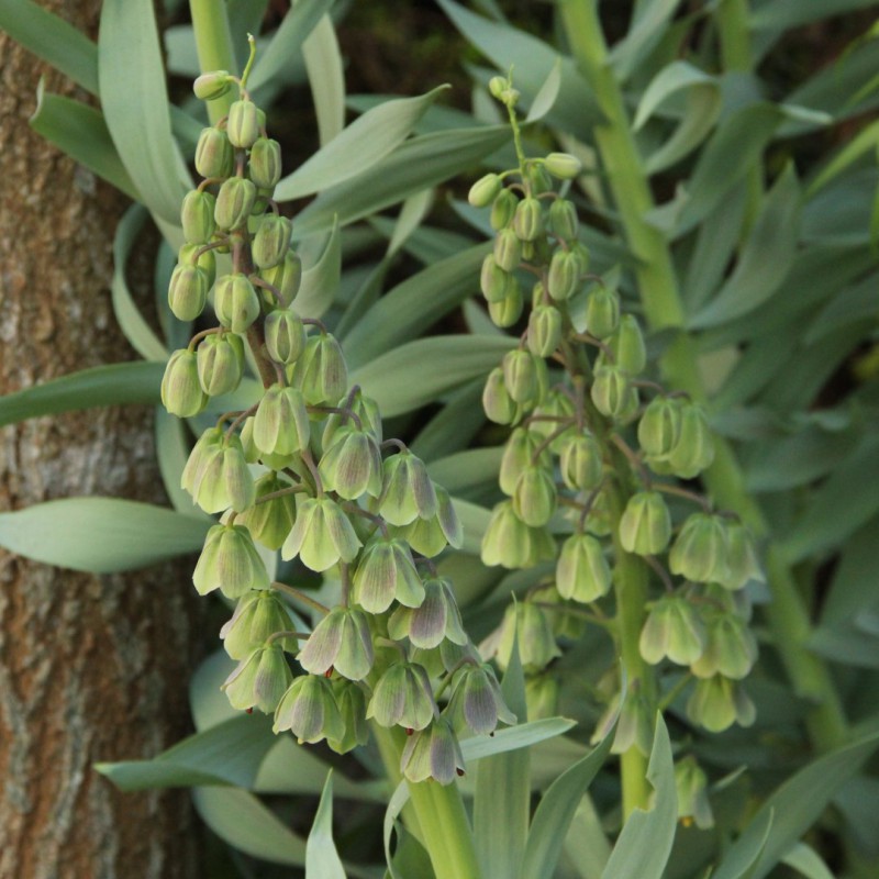 Fritillaria persica 'Green...