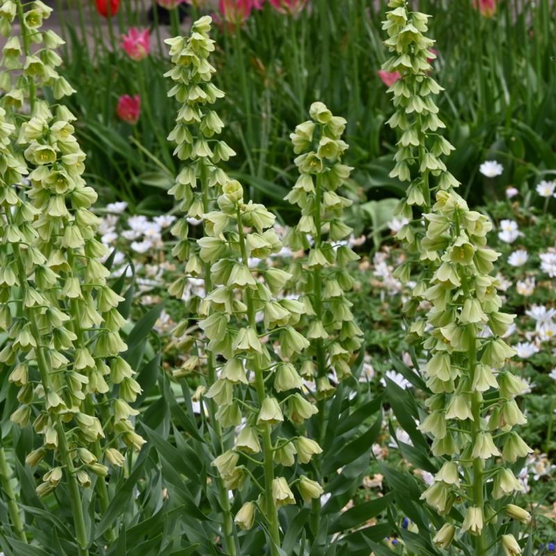 Fritillaria persica 'Ivory...