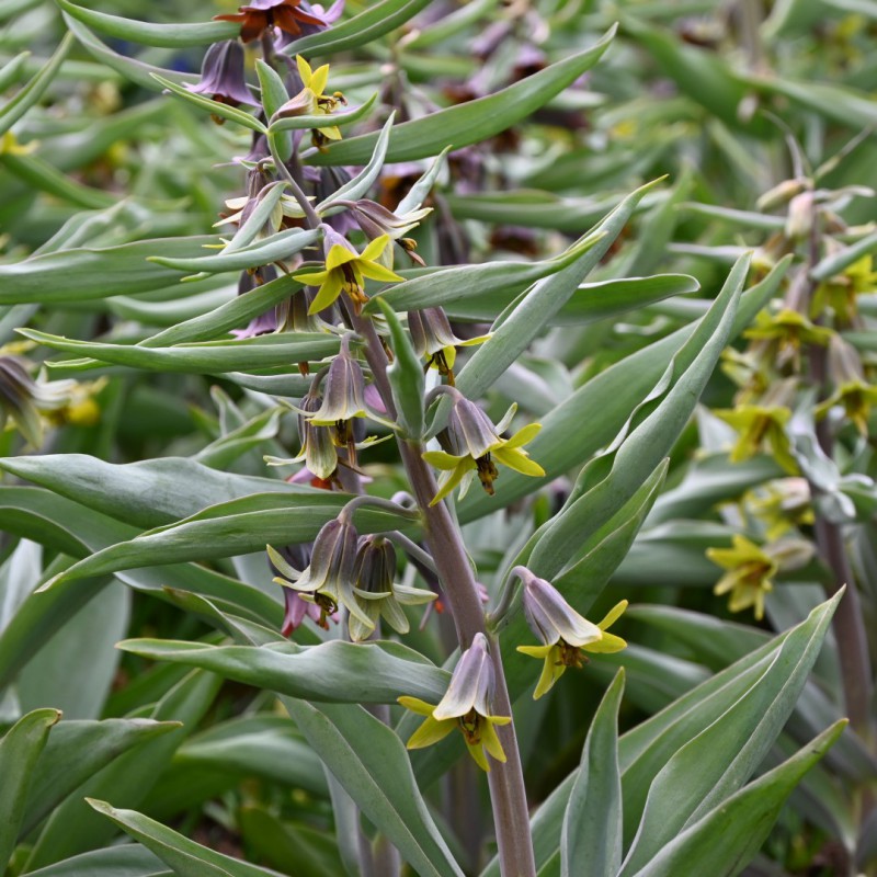 Fritillaria sewerzowii...