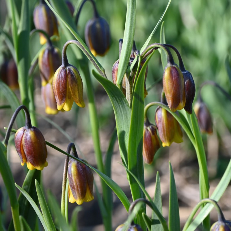 Fritillaria uva-vulpis