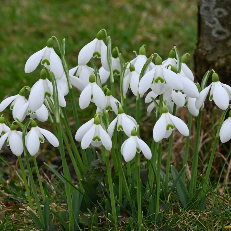 Galanthus 'S. Arnott'