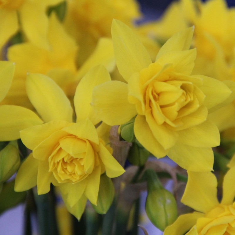 Narcissus x odorus 'Plenus'