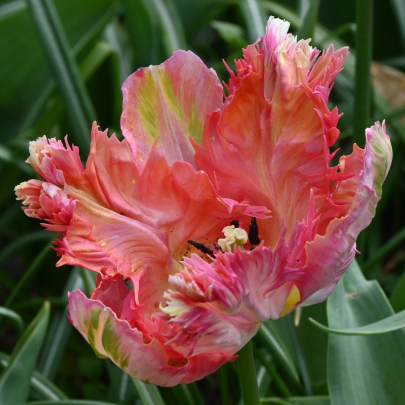 Tulipa 'Apricot Parrot'