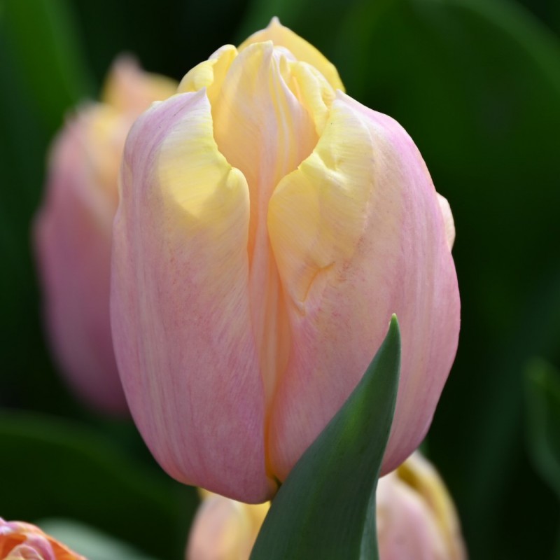 Tulipa 'Mango Charm'