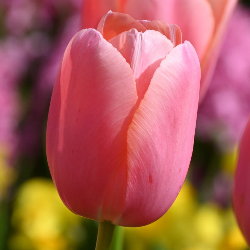 Tulipa 'Menton'