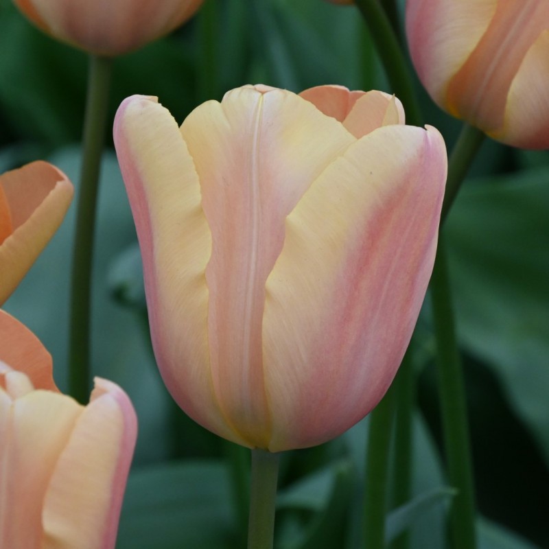 Tulipa 'Apricot Fox'